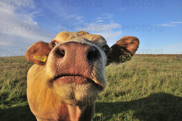 Curious cow near Birsay