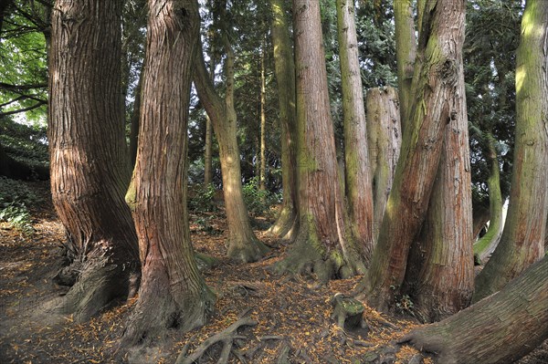 Forest area with Dawn Redwood trees (Metasequoia glyptostroboides)