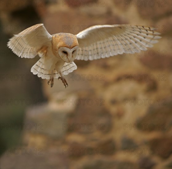 Barn Owl (Tyto alba) in flight