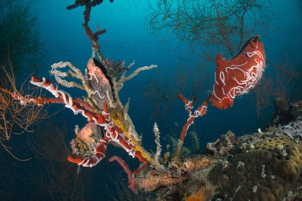 Winged Oysters (Pteria) in a coral reef