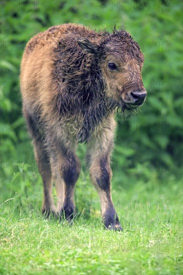 American Bison or American Buffalo (Bison bison)