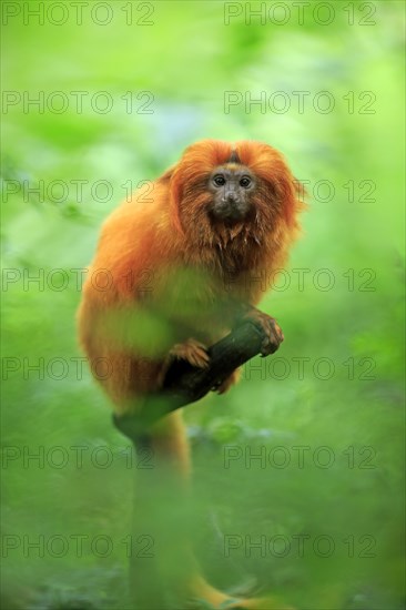 Golden Lion Tamarin (Leontopithecus rosalia)