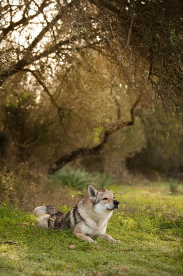 Czechoslovakian Wolfdog