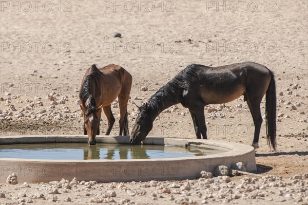 Wild horses at a watering pool in the Namib Desert