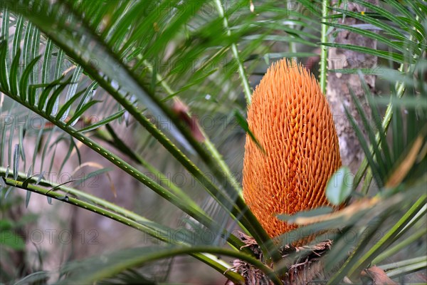 Male inflorescence
