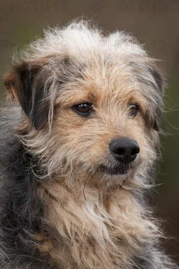 Bosnian Coarse-haired Hound