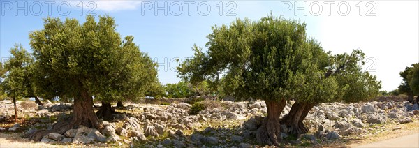 Ancient Olive trees (Olea europaea)