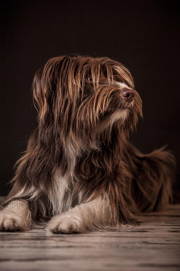 Lying brown mixed-breed dog