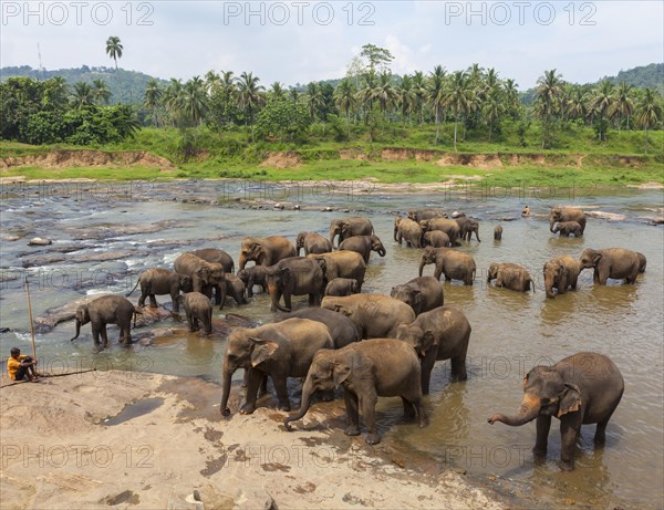 Herd of Asian elephants (Elephas maximus) from the Pinnawala Elephant Orphanage bathing in the Maha Oya river