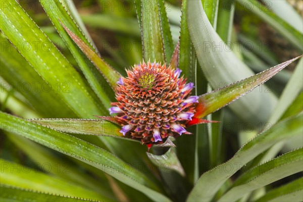 Pineapple plant (Ananas comosus)