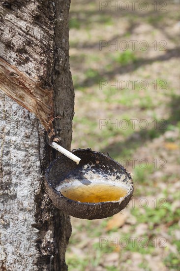 Latex sap dripping out of a cut tree in a rubber plantation