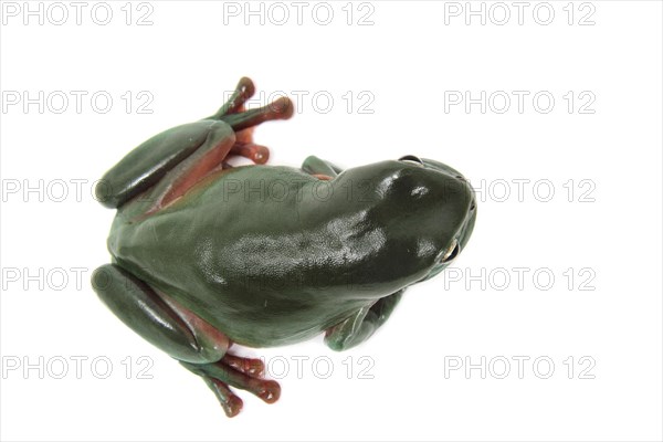 Dainty Green Tree Frog (Litoria gracilenta)