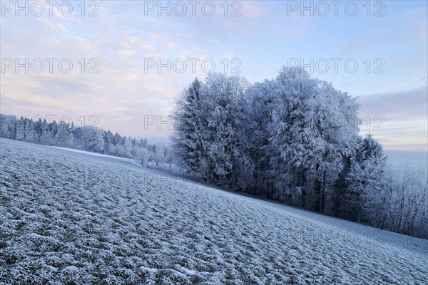 Wintry landscape in hoarfrost