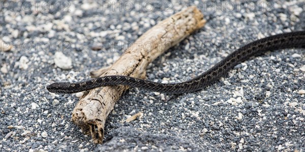 Banded Galapagos Snake (Antillophis slevini)