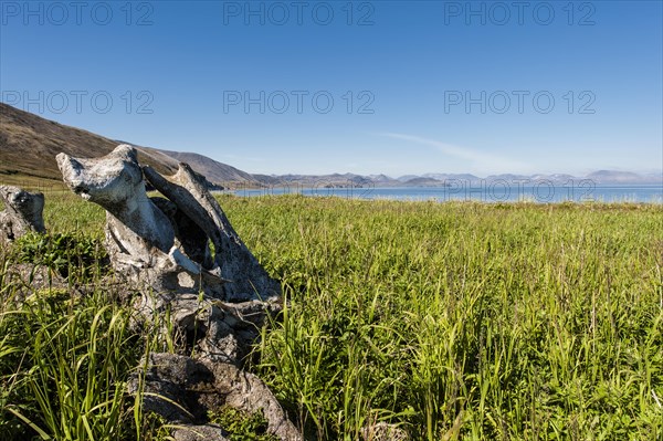 Whale Bone Alley