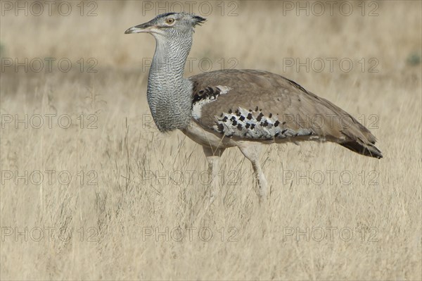 Kori Bustard (Ardeotis kori)