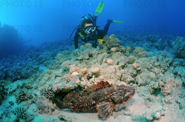 Diver looking at Tassled Scorpionfish (Scorpaenopsis oxycephala)