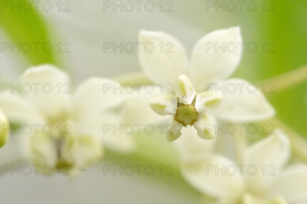 Narrow-leaf Cotton Bush or Milkweed (Gomphocarpus fruticosus