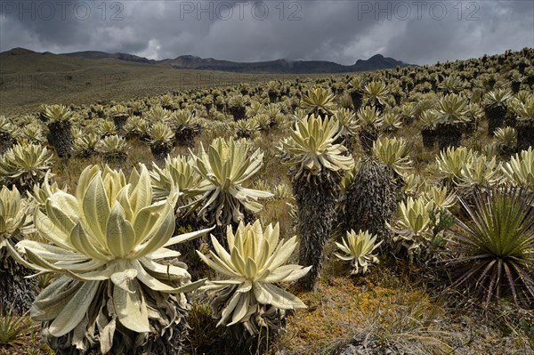 Frailejon or Fraylejon (Espeletia pycnophylla) plants in the paramo landscape