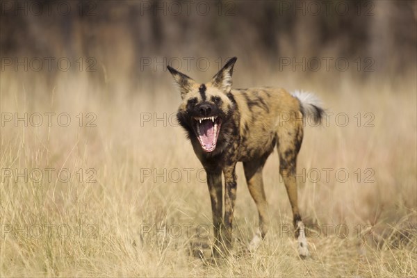 African Wild Dog (Lycaon pictus)