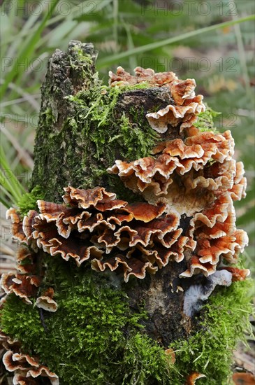 Bleeding Oak Crust (Stereum gausapatum)