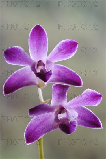 Moth Orchid (Phalaenopsis)