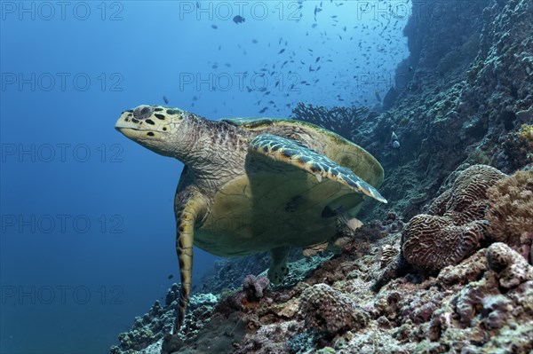 Hawksbill Sea Turtle (Eretmochelys imbricata) swimming over a coral reef