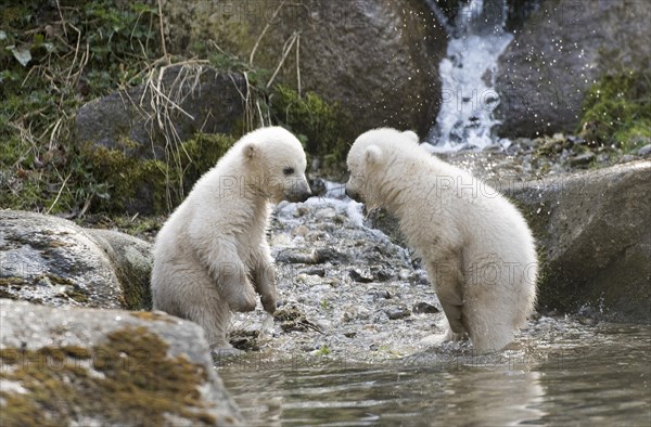 Polar Bears (Ursus maritimus)