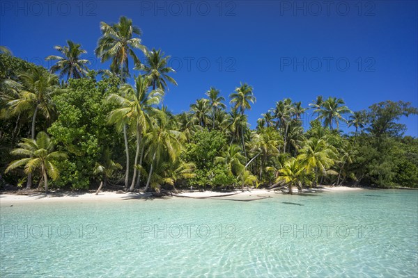 Lagoon with a sandy beach and palm trees