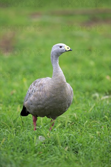 Cape Barren goose (Cereopsis novaehollandiae)