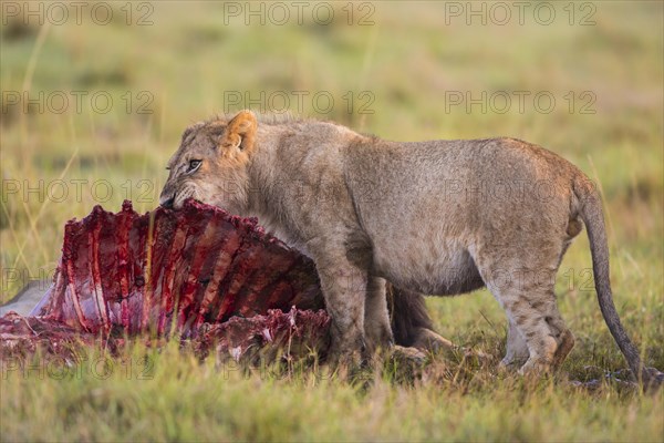 Young lion (Panthera leo) feeding on an eland carcass