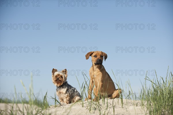 A Yorkshire Terrier and a mixed breed puppy sitting on a dune at the beach