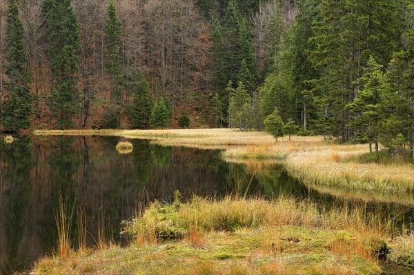 Autumn in the Naturschutzgebiet Kleiner Arbersee nature reserve