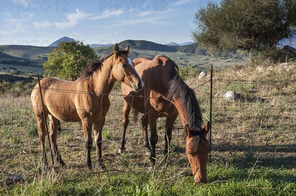 Mare with foal on a pasture