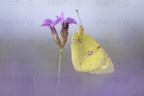 Pale Clouded Yellow (Colias hyale)