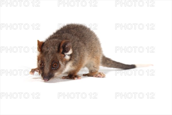 Common Ringtail Possum (Pseudocheirus peregrinus)