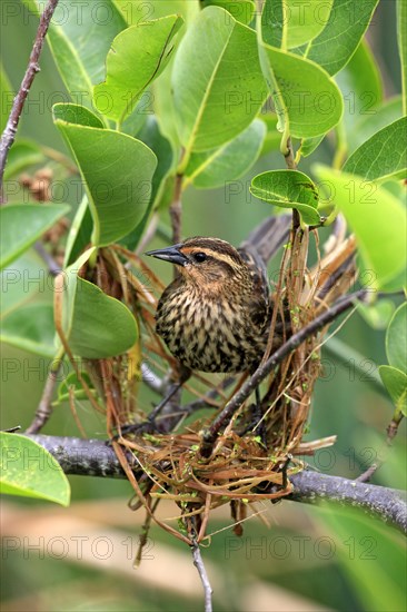 Red-winged Blackbird (Agelaius phoeniceus)