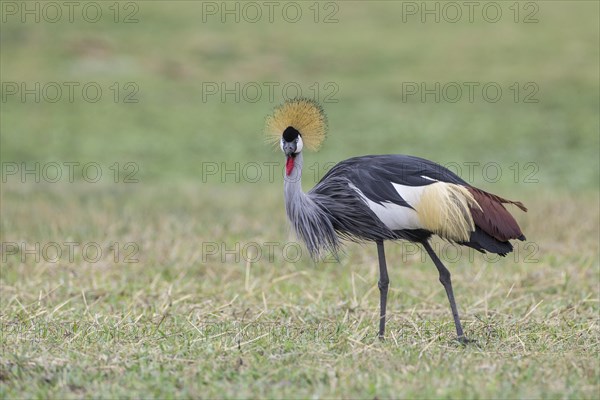 Grey Crowned Crane (Balearica regulorum)