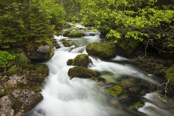 Brook with moss-covered stones