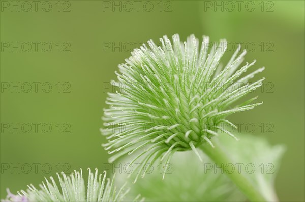 Greater Burdock (Arctium lappa)