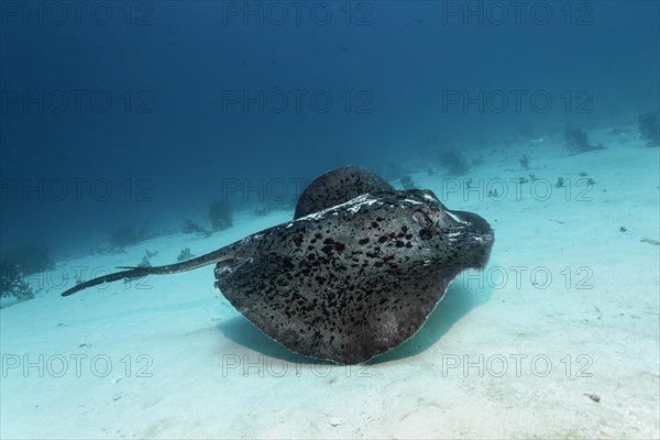 Black-spotted Stingray or Blotched Fantail Ray (Taeniura meyeni)