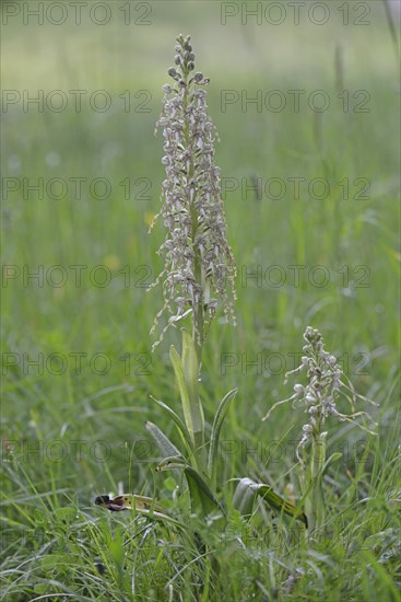 Lizard Orchid (Himantoglossum hircinum)