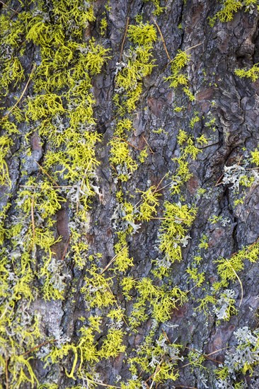 Lichens on a dead Swiss pine (Pinus cembra) in the pine forest God Tamangur