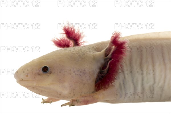 Axolotl (Ambystoma mexicanum)