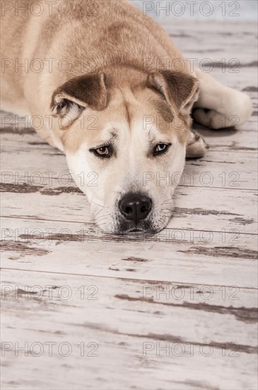 Akita Inu mixed-breed dog