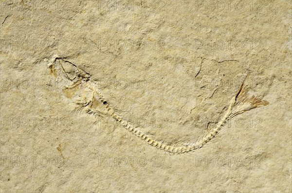 Fossil of a herring-related fish (Anaesthanion angustus)