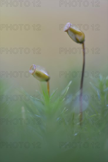 Bank Haircap Moss (Polytrichum formosum)