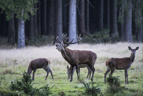 Stag (Cervus elaphus) in rut bugling on a clearing