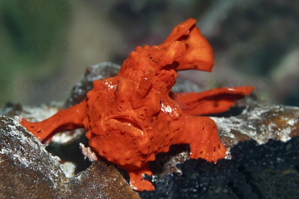 Painted Frogfish or Painted Anglerfish (Antennarius pictus)