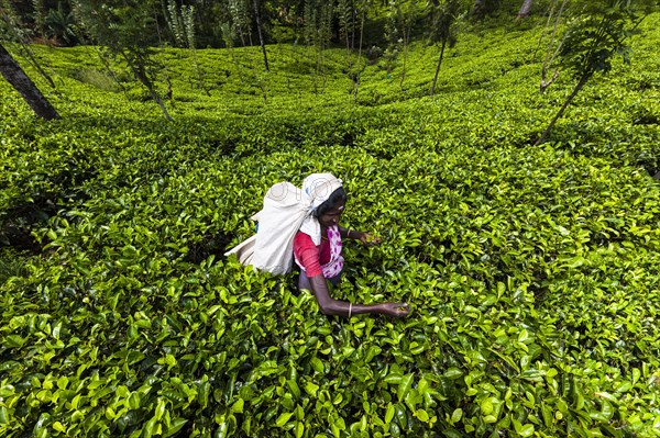 Tea picker